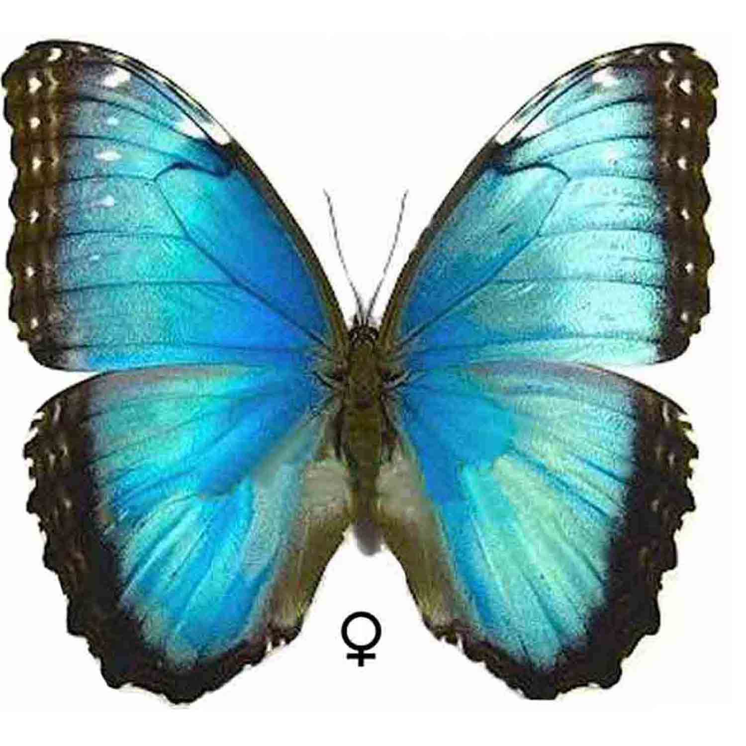 Morpho様 L'Arca di Noè - Morpho peleides Insect Blue Tropical Butterfly